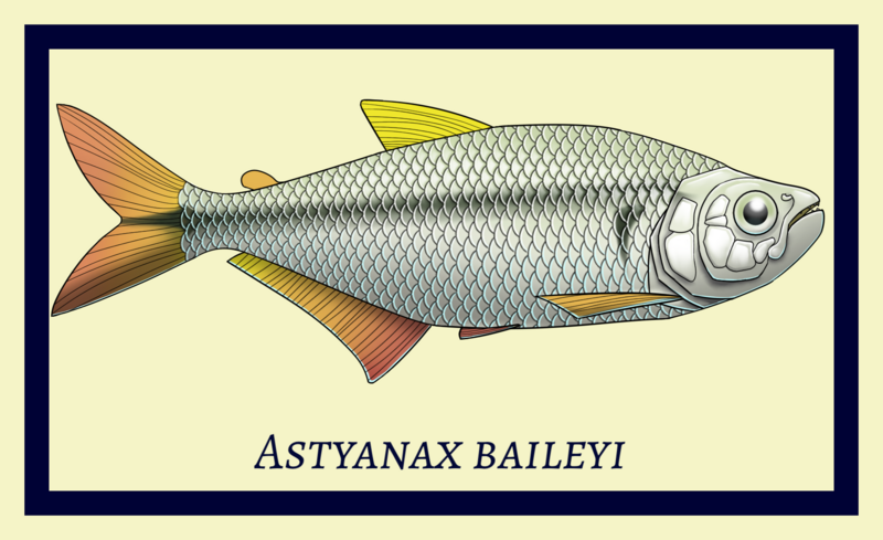 File:Astyanax baileyi.png