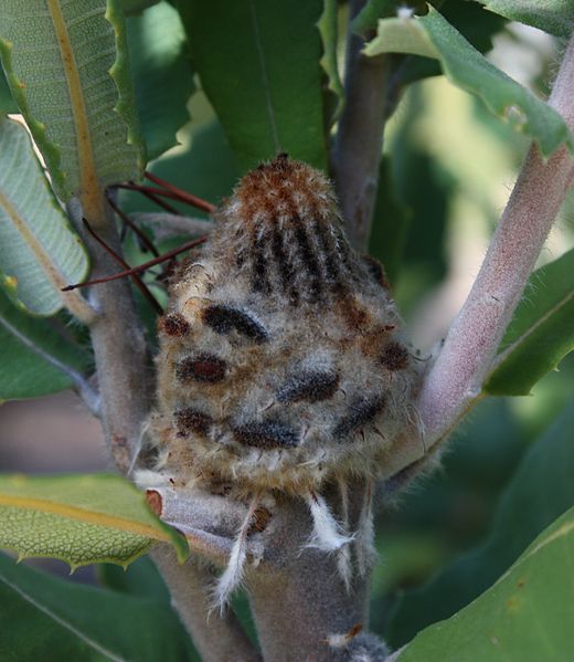 File:Banksia coccinea infructescence.jpg