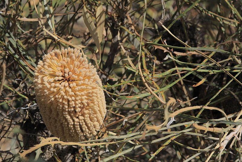 File:Banksia lullfitzii-4.JPG