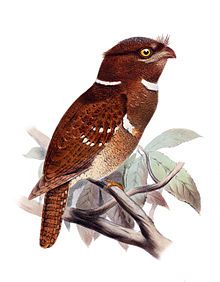 Batrachostomus septimus (Philippine Frogmouth)