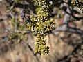 Close-up of a Smelly Shepherd tree (Boscia foetida)