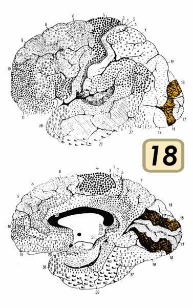 File:Brodmann Cytoarchitectonics 18.png