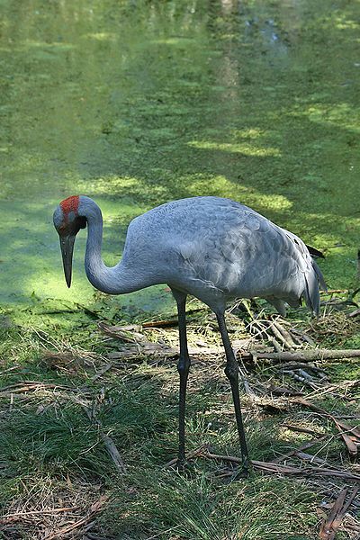 File:Brolga-3-Healesville,-Vic,-3.1.2008.jpg