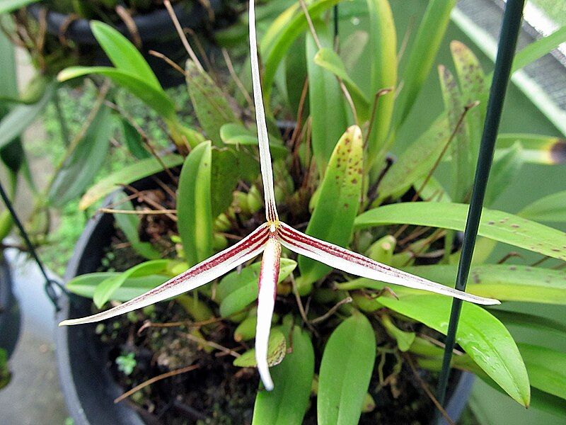 File:Bulbophyllum nitidum.JPG