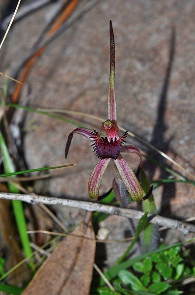 File:Caladenia caudata.jpg