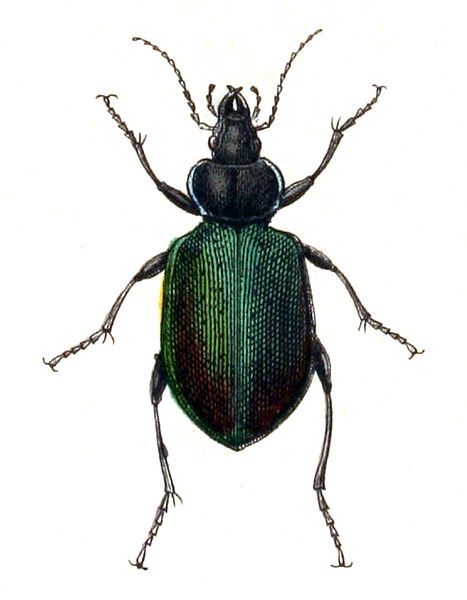 File:Calosoma.sycophanta.-.calwer.04.09.jpg