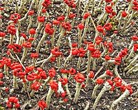 Greenish-grey lichen of erect podetia topped with bulbous red formations