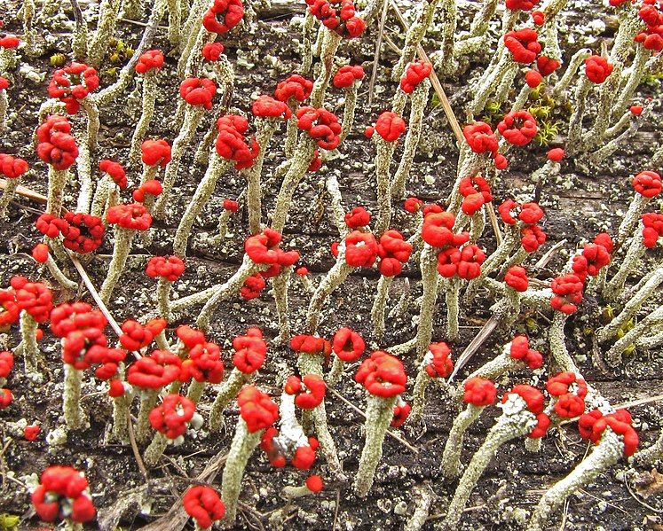 File:Cladonia transcendens 140458.jpg