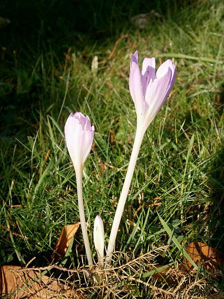 File:Colchicum cilicicum004.jpg