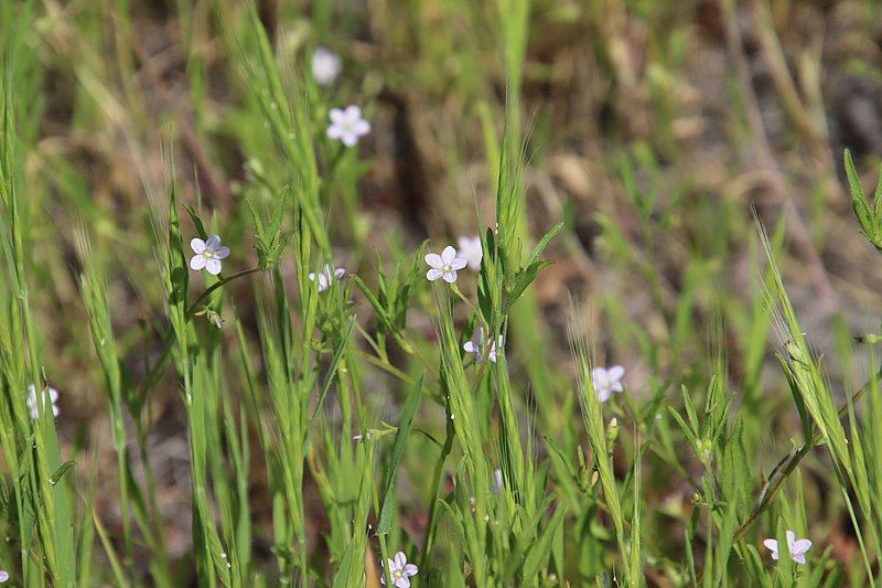 File:Convolvulus simulans 34622563.jpg