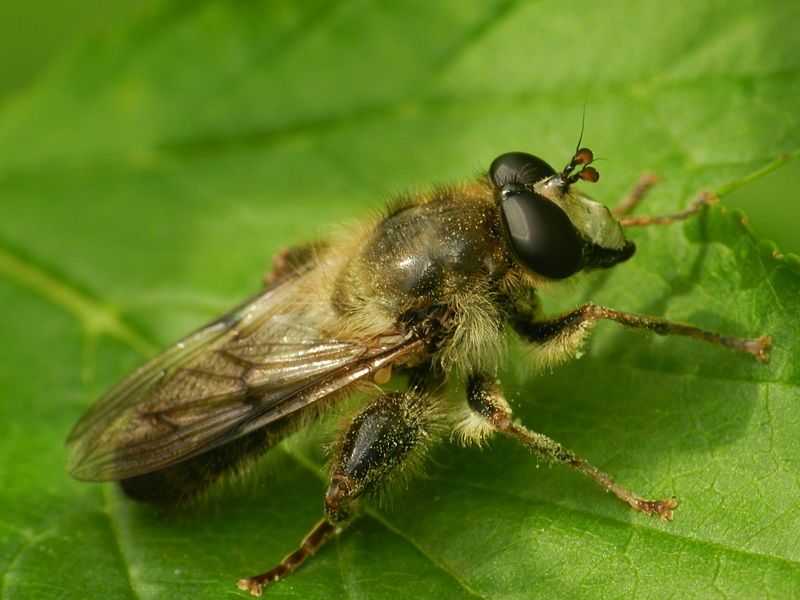 File:Criorhina pachymera1.JPG