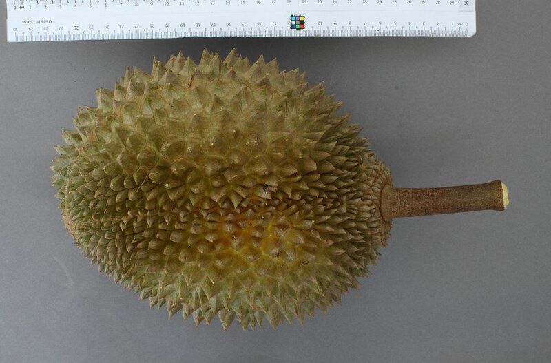 File:D197 - Durian.jpg