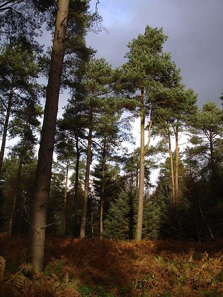 File:Dalby Forest.JPG