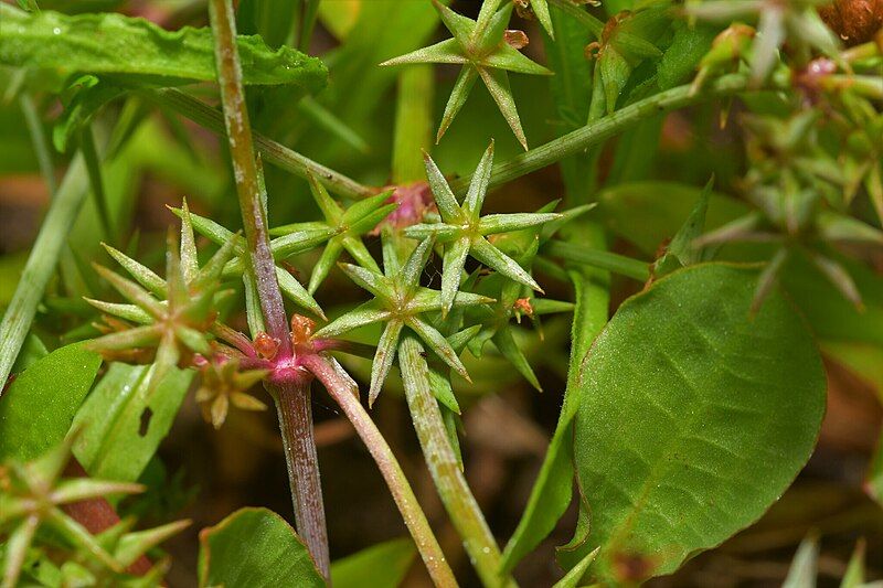 File:Damasonium bourgaei 385699226.jpg