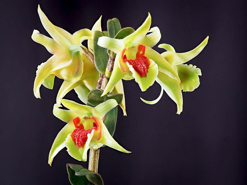 File:Dendrobium suzukii (41423860954).jpg