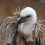 Griffon Vulture