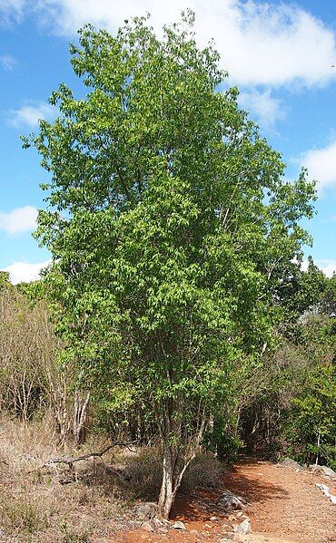 File:Ehretia membranifolia habit.jpg