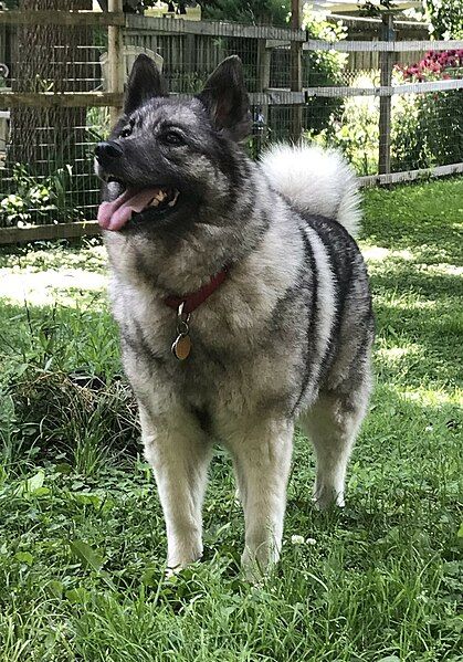 File:Elkhound2020 (cropped).jpg