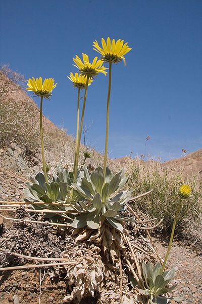 File:Enceliopsis covillei (5562954036).jpg