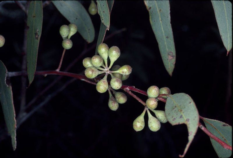 File:Eucalyptus exilis buds.jpg