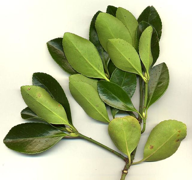 File:Euonyjap.jpg