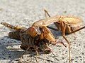 Brown adult female M. religiosa