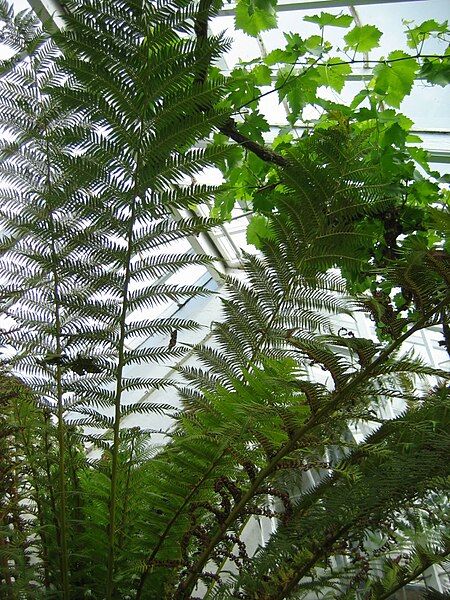 File:Ferns01.jpg