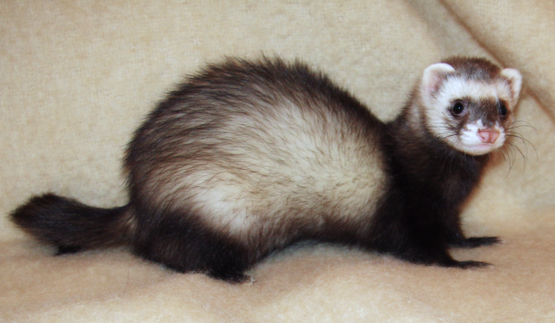 File:Ferret 2008.png