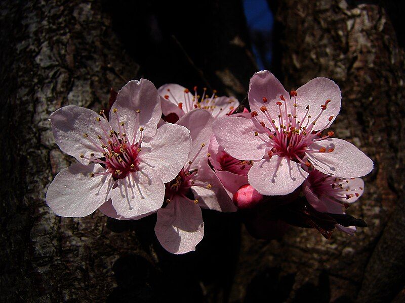 File:Flower 08871-shokufe.jpg