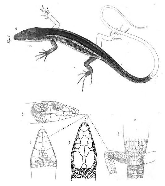 File:Gastropholis vittata.jpg