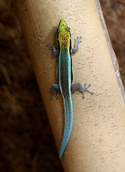 File:Gecko Phelsuma klemmeri.jpg