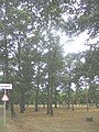 The small forest at the northern end of the town