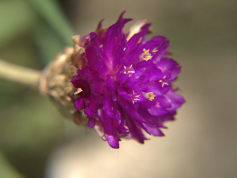 File:Gomphrena closeup.jpg