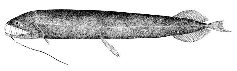 File:Grammatostomias dentatus.jpg