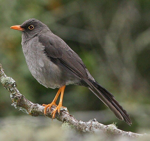 File:GreatThrush.jpg