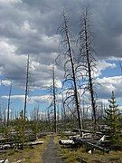 Grebe Lake trail, Summer 2009