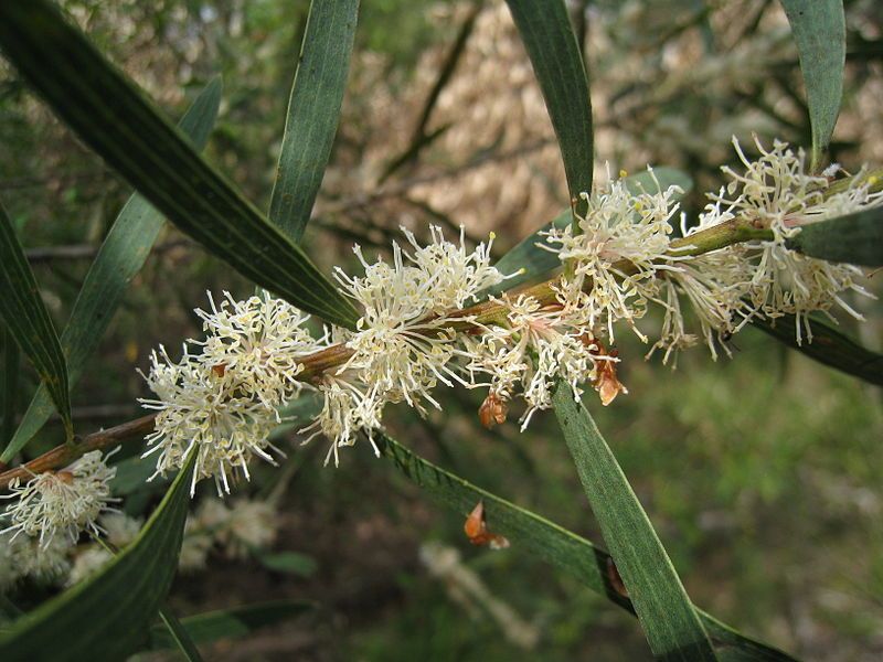 File:Hakea dactyloides 3.jpg