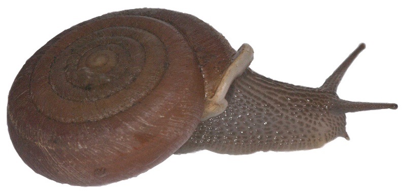 File:Halongella schlumbergeri.png