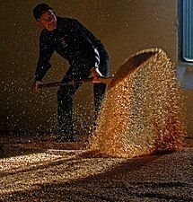 Traditional floor malting in Scotland for malt whisky