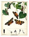 Fruit-piercing Moth, (Eudocima fullonia), Noctuidae, Lepidoptera, 1869 Helena Scott (1832–1910)