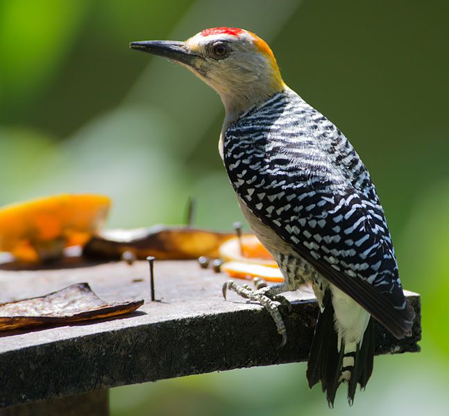 File:Hoffmann's Woodpecker.jpg