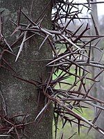 Detail of thorns