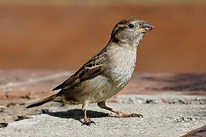 Sparrow