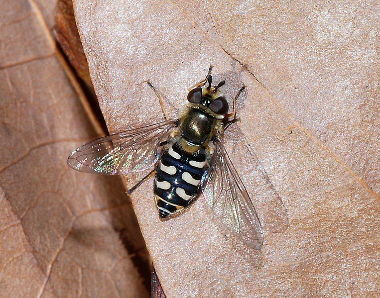 File:Hoverfly December 2007-6.jpg