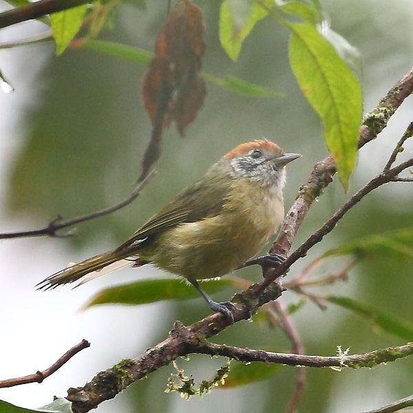 File:Hylophilus poicilotis-Rufous-crowned Greenlet.JPG