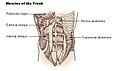 Muscles of the trunk