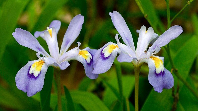 File:Iris cristata (2).jpg