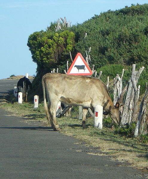 File:Kuh-Warnung.jpg