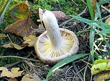 The underside of the mushroom's cap, with pale yellow lines radiating from the center.