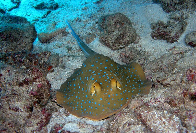 File:Layang-Layang diving9.jpg